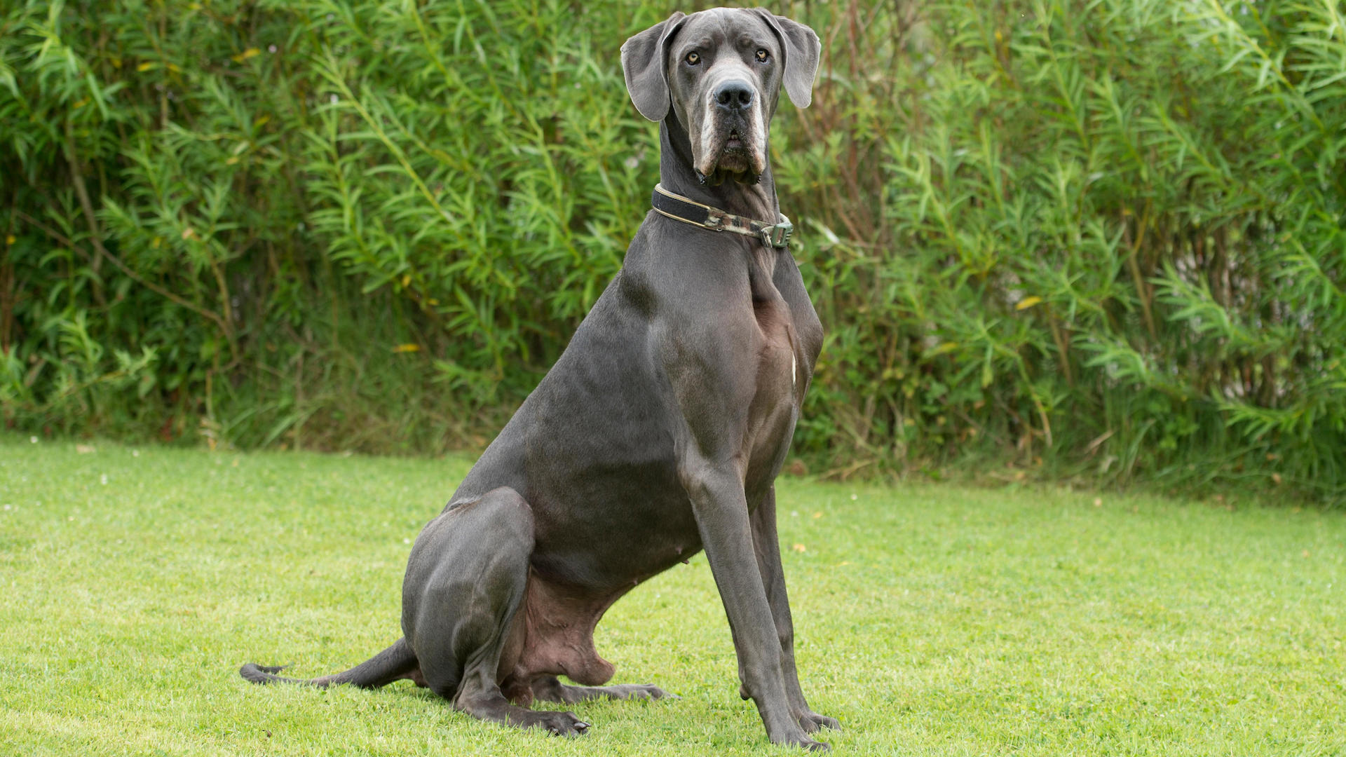 Great Dane large dog