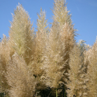 Cortaderia, Pink Pampas