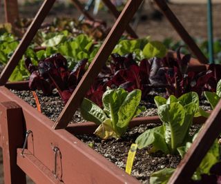 Lettuces growing in a raised bed