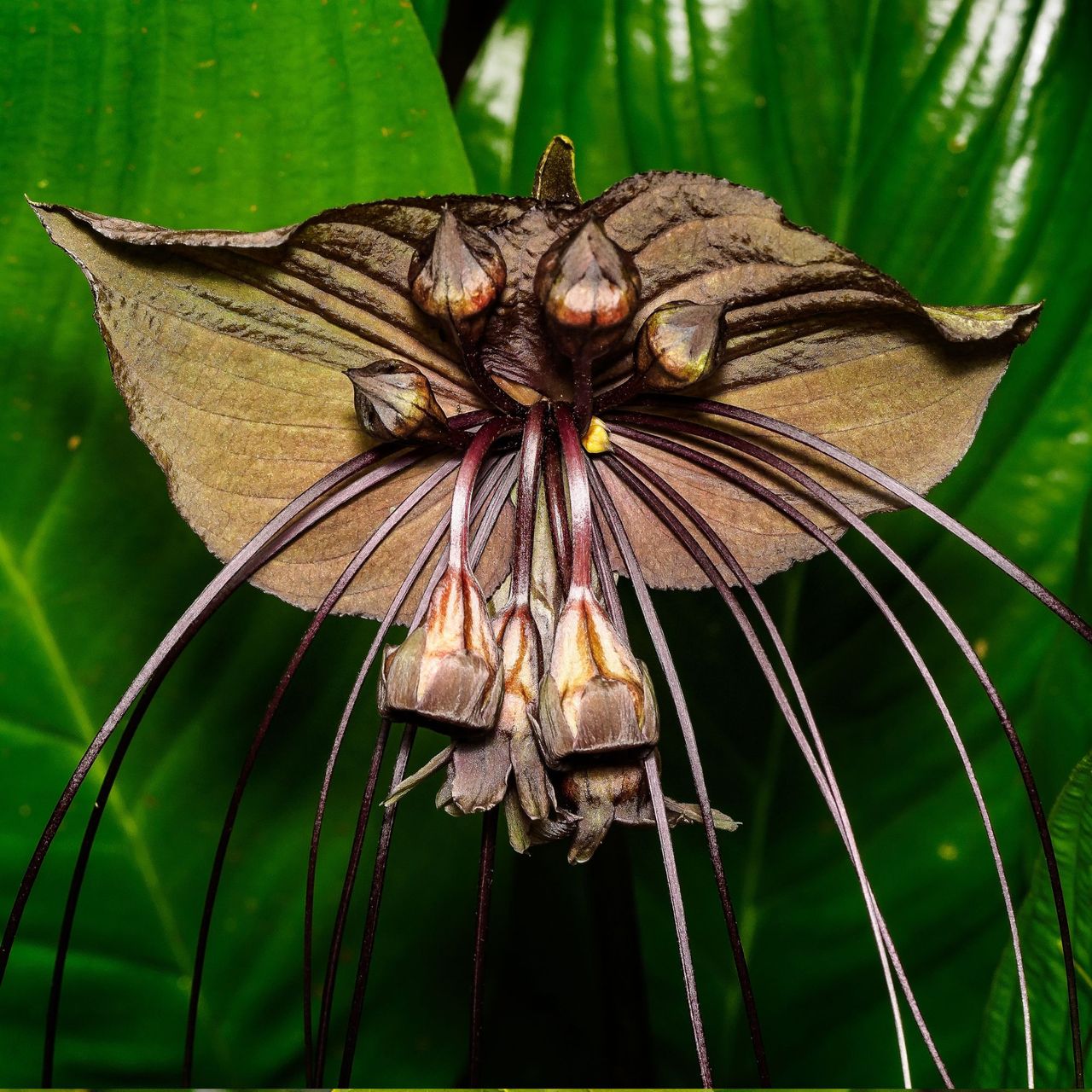 Black bat flower - Tacca chantrieri. Fairchild Tropical Botanic Garden