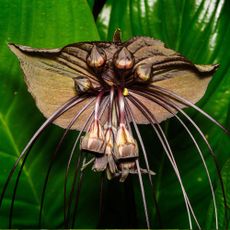 Black bat flower - Tacca chantrieri. Fairchild Tropical Botanic Garden