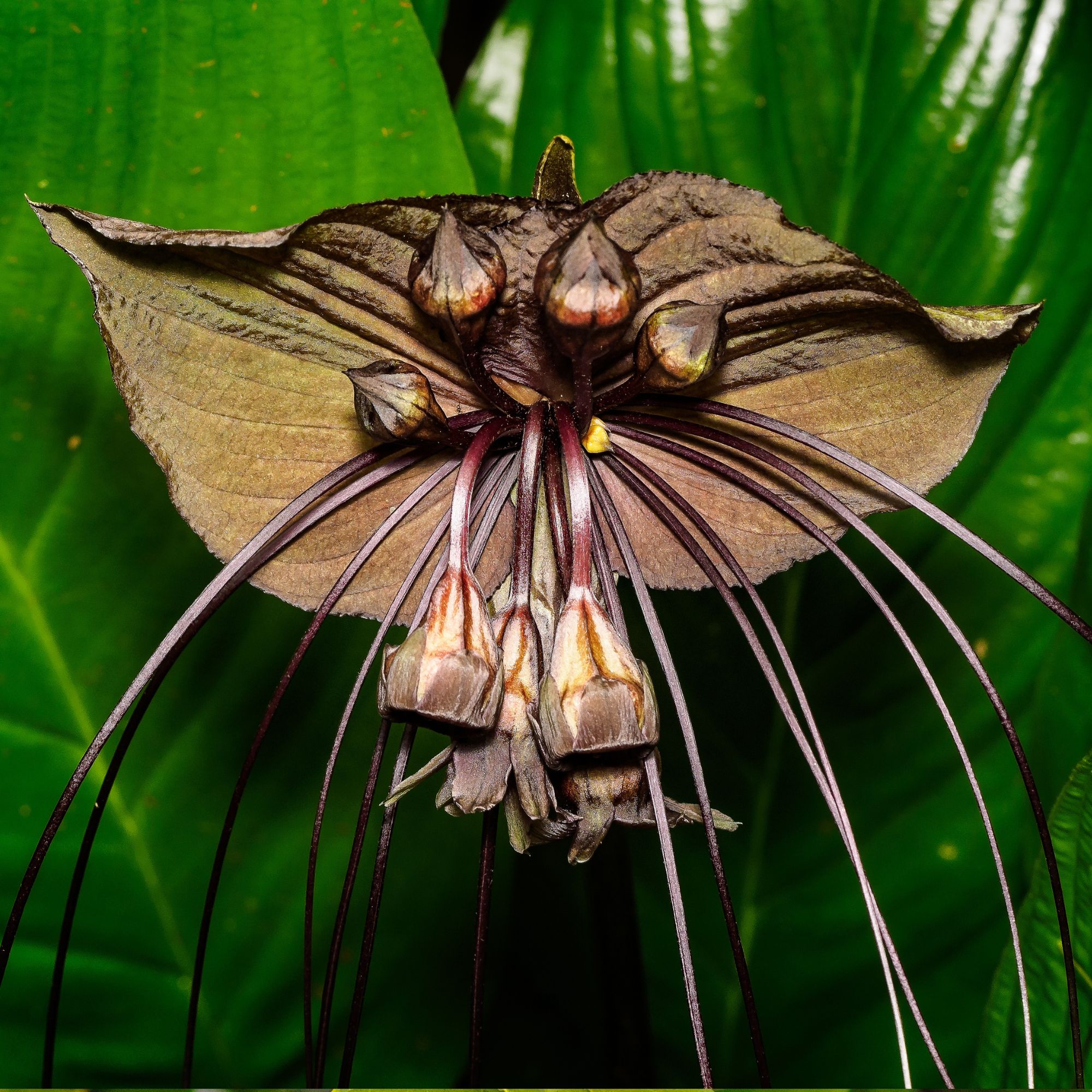 Black bat flower - Tacca chantrieri. Fairchild Tropical Botanic Garden