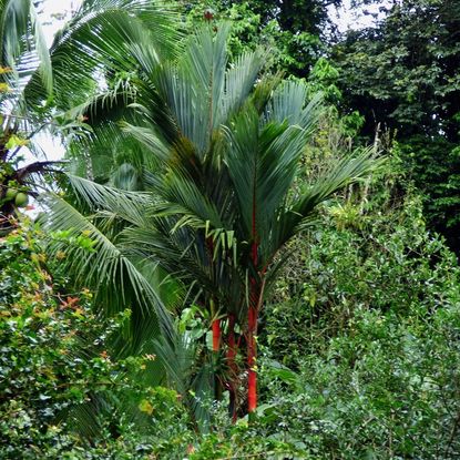 sealing wax palm