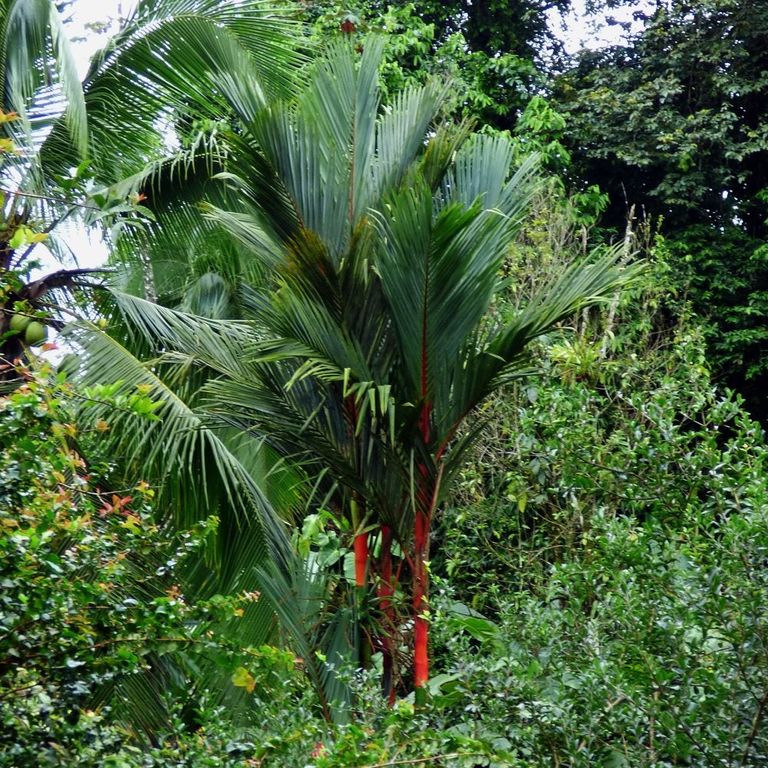 Lipstick Palm Information - How To Grow Lipstick Palms In The Garden 