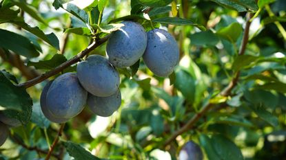 how to prune a plum tree