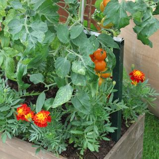 Marigolds and tomato plants with ripening tomatoes in planter at RHS Chelsea Flower Show 2024