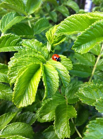 5 most common herb gardening mistakes –and how to avoid them | Homes ...