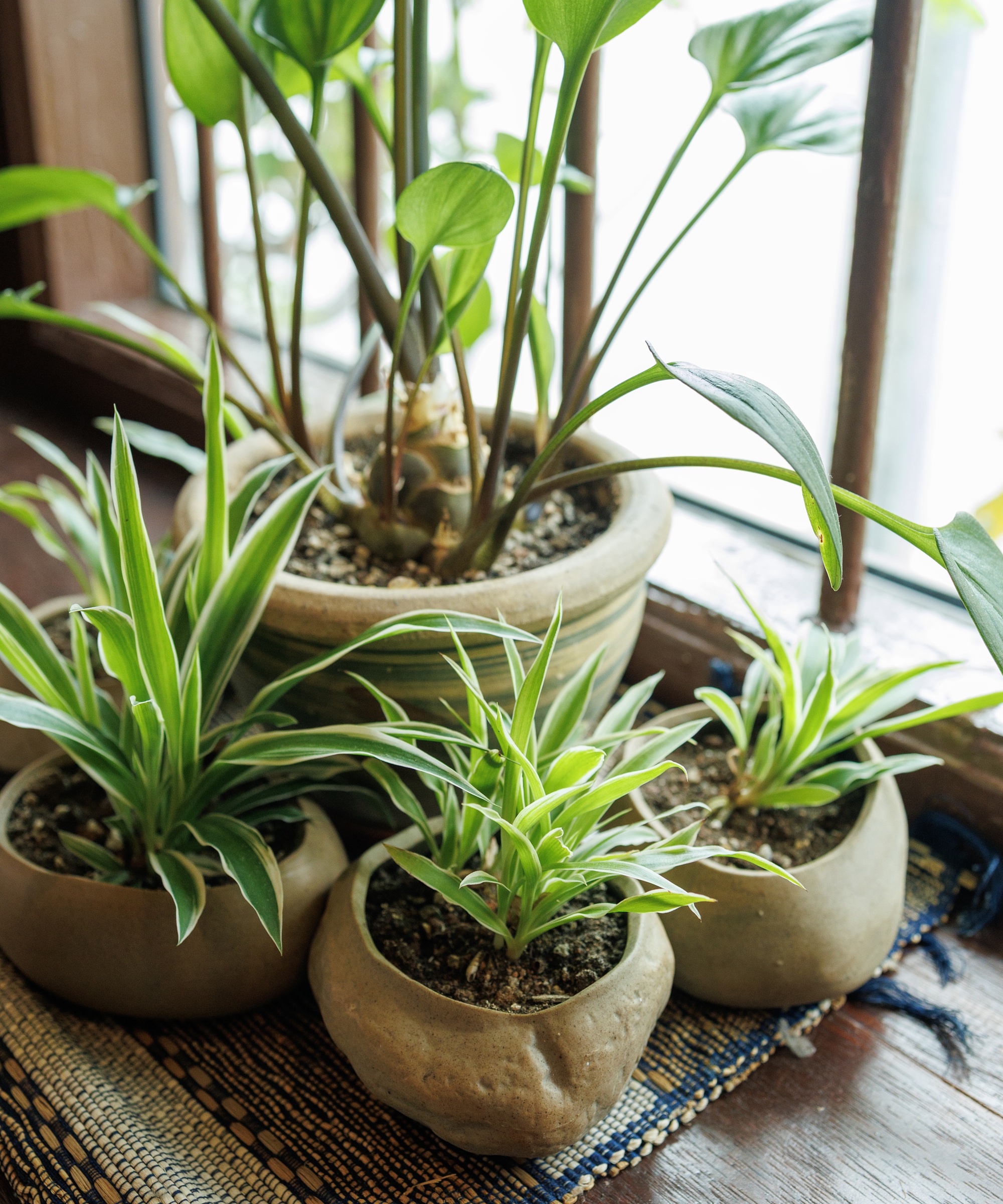 Group of indoor plants