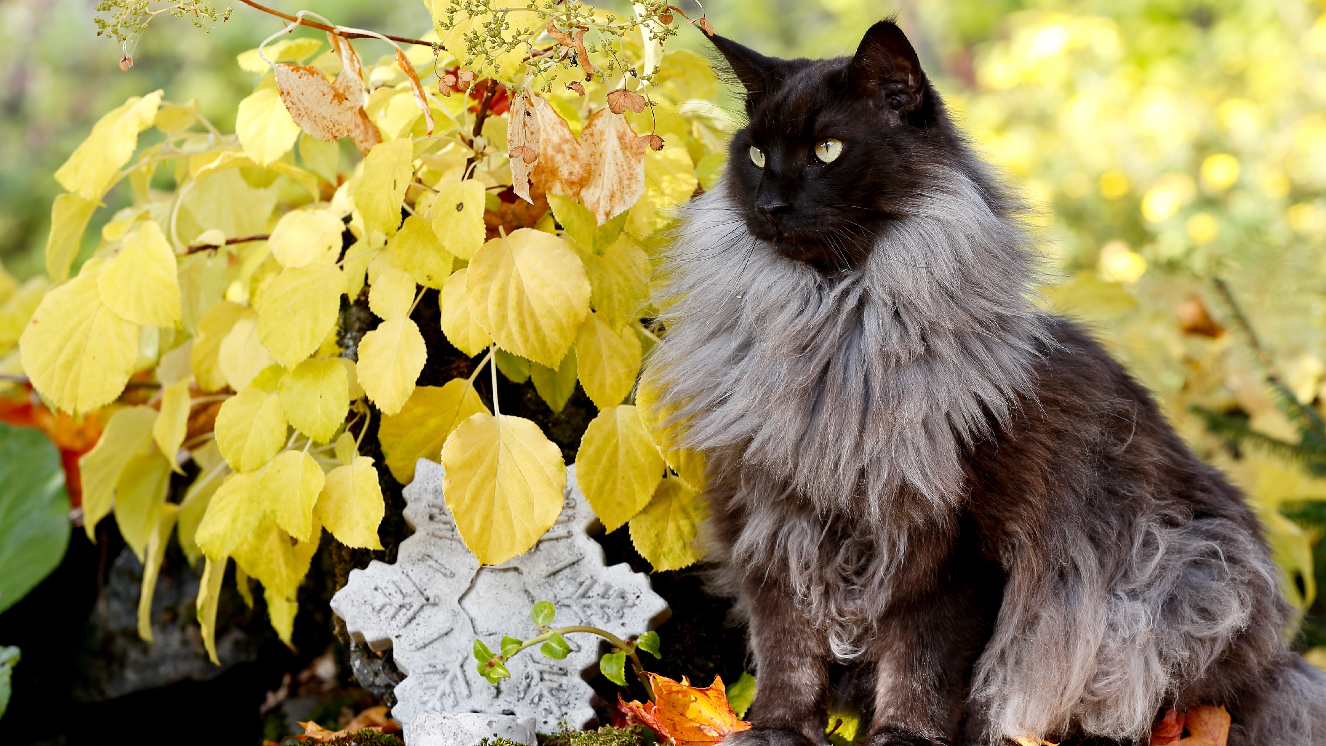 Norwegian forest cat