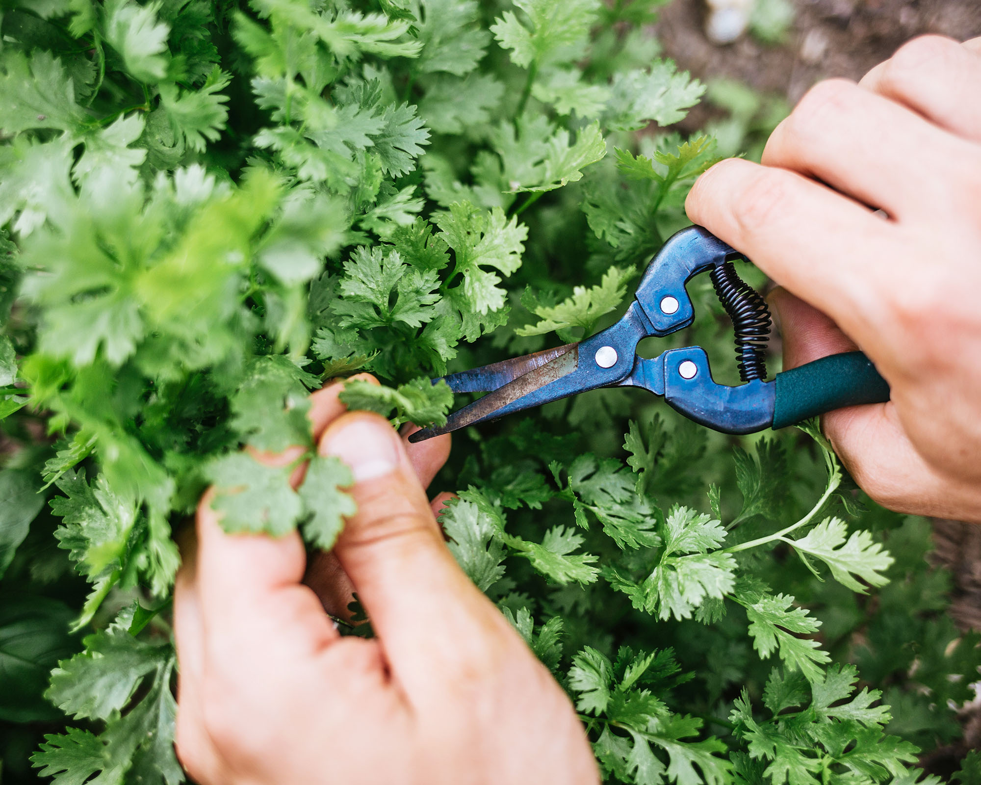 Hand harvesting fresh cilantro with shears