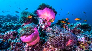 Giordano Cipriani coral reef