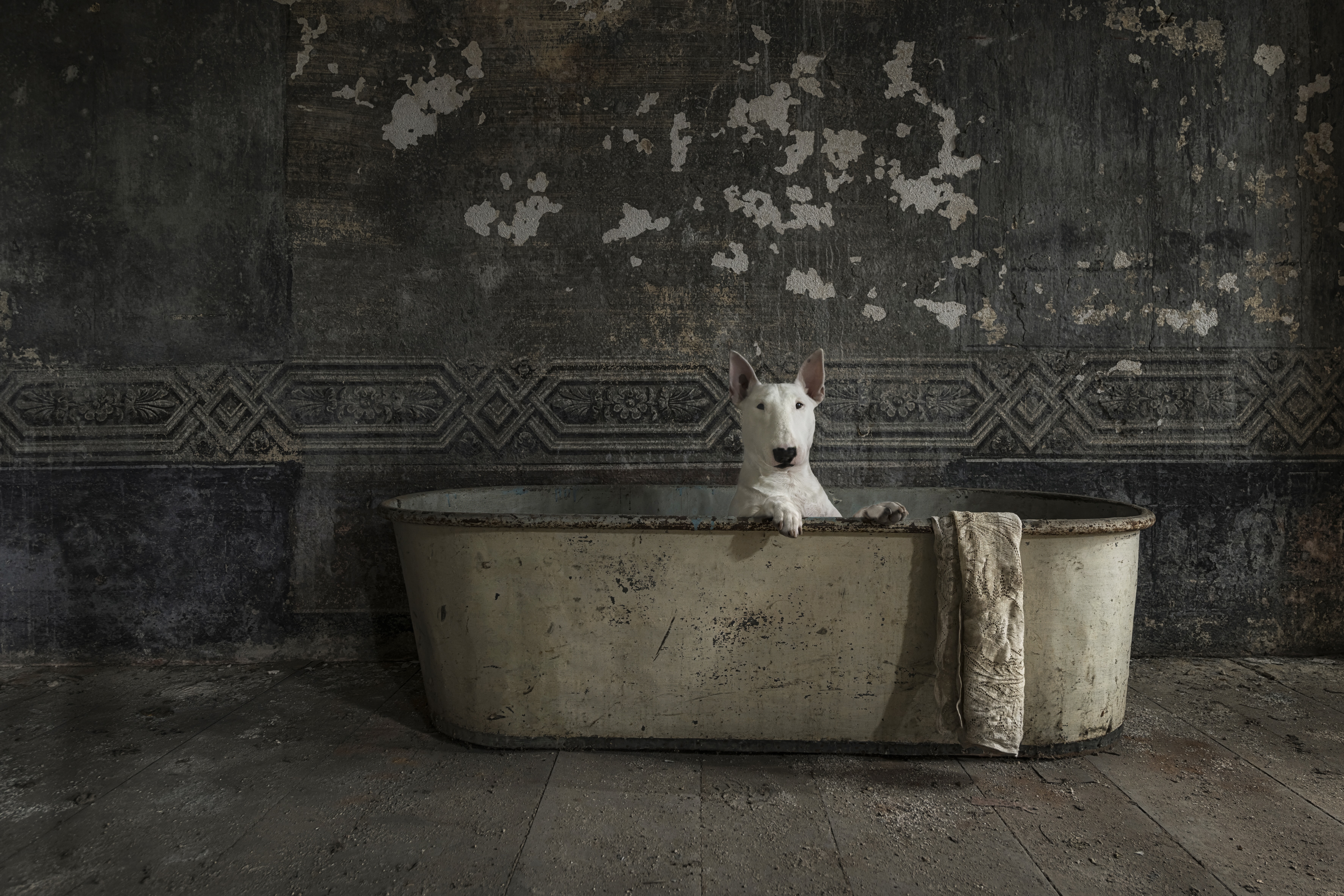 English Bull Terrier in an enamel bath tub