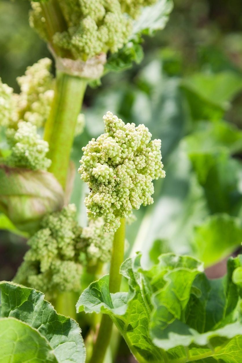 rhubarb seed harvest