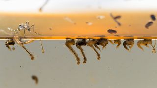 Mosquito larvae under the surface of water