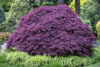 Acer palmatum Crimson Queen