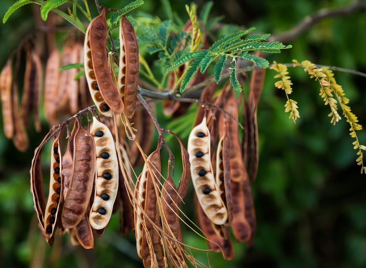 acacia seed