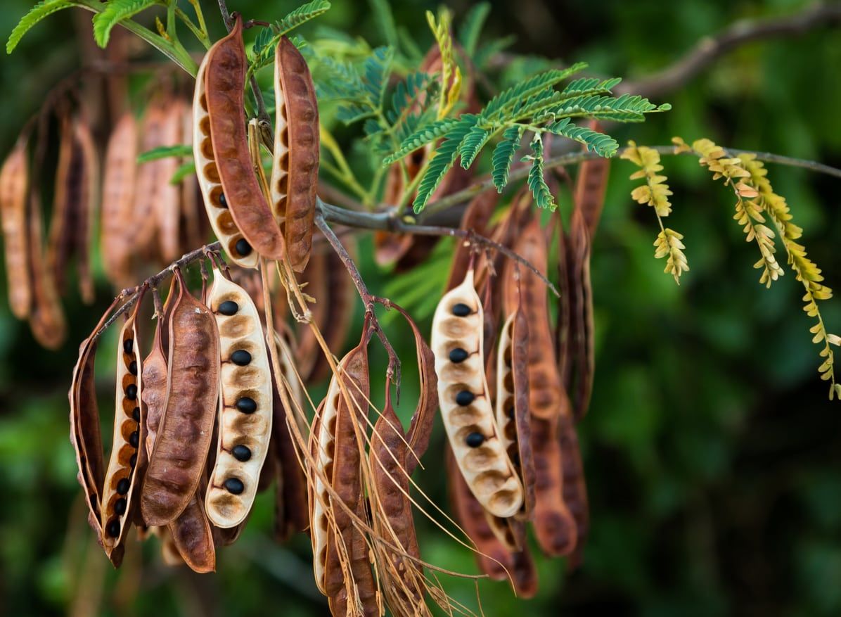 Acacia Seed Propagation Learn About Growing Acacia From Seed Acacia Seed Propagation Learn About Growing Acacia From Seed
