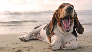 Basset hound yawning while he lays on the beach