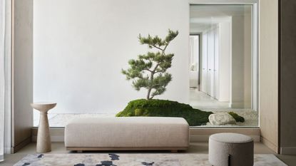 an internal garden with a large japanese pine bonsai tree