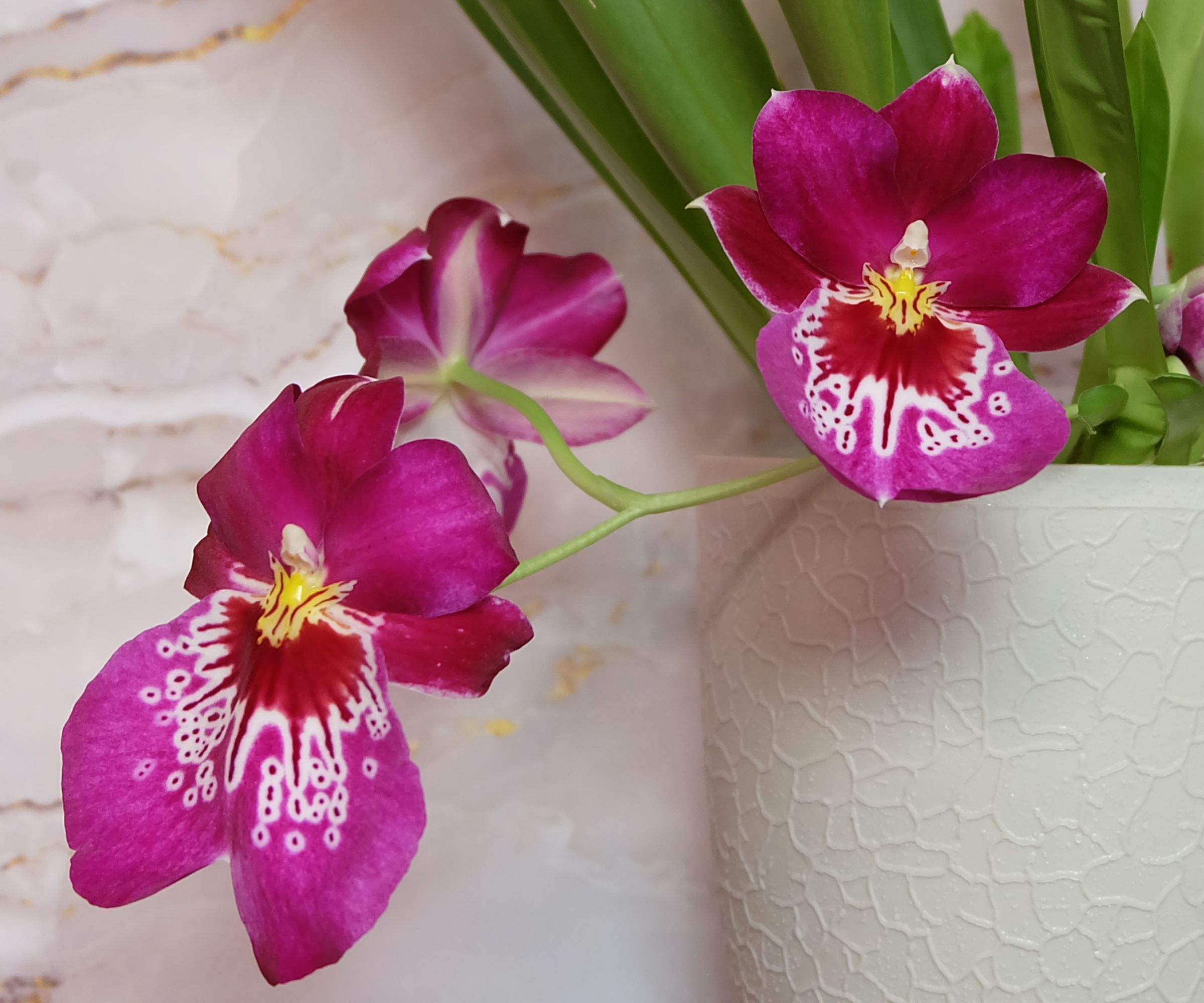 Blooming Miltoniopsis orchid with raspberry-colored flowers in a white flowerpot against a marble wall, selective focus, horizontal orientation.
