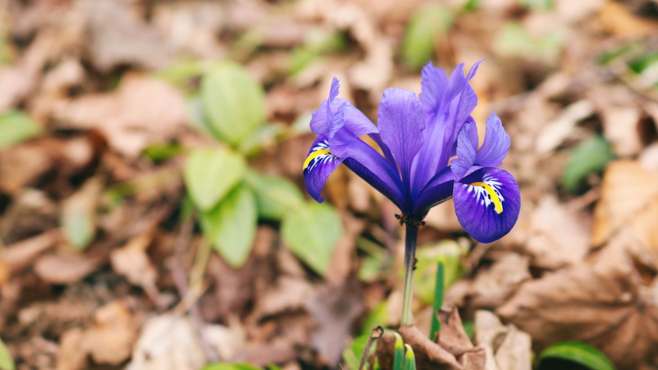 Beautiful bloom of Dwarf Iris (Iris reticulata) - what Monty Don refers to as a pixie iris