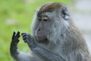 Monkey counting its fingers.