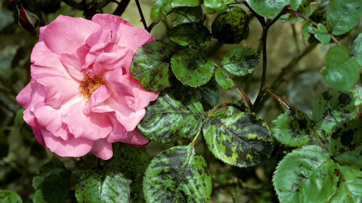 Rose black spot tips to prevent this common plant disease Gardeningetc