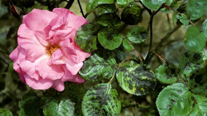 How to Treat and Prevent Black Spot on Roses