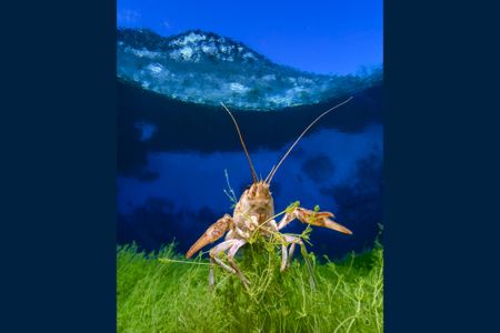 A crayfish in bright blue water and green seaweed, with a mountain above water in the background