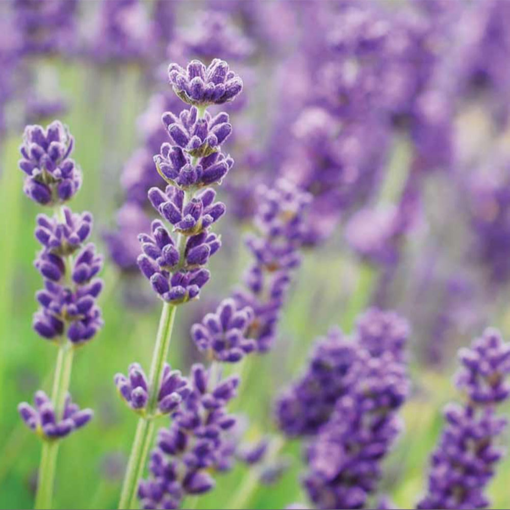 Lavender 'Munstead' in bloom in summer