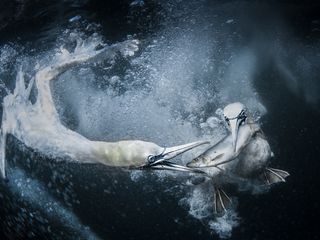 Two gannets competing for a fish underwater