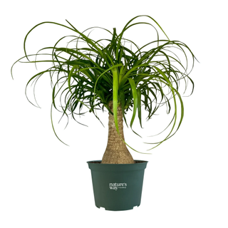 A ponytail palm plant in a green planter