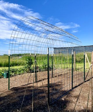 Cattle panel trellis against a blue sky