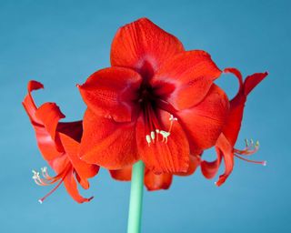 Red amaryllis flower on blue background