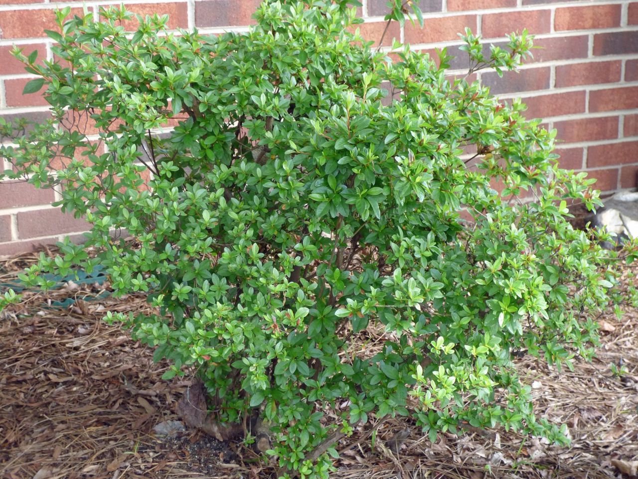 Azalea Bush