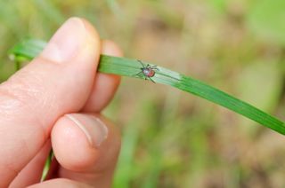 adult tick walking along a long blade of green grass that a person's hand is holding up