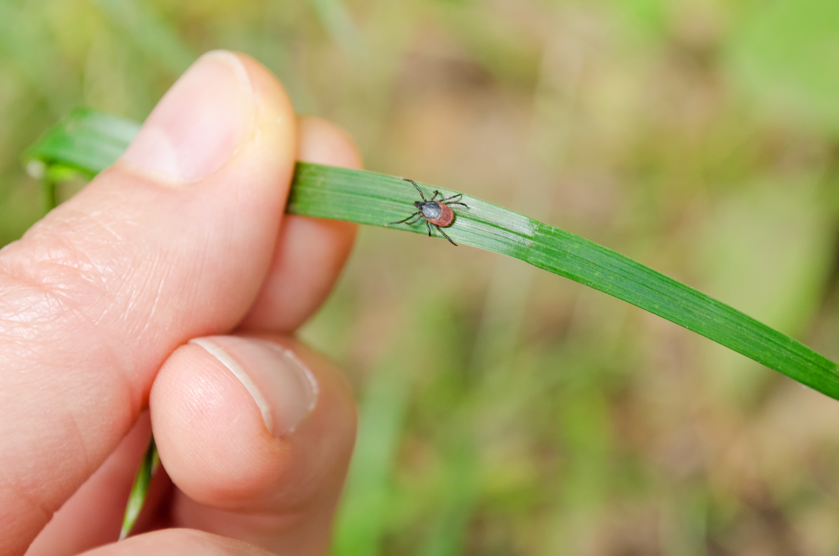 adult tick walking along a long blade of green grass that a person's hand is holding up