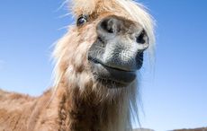 Horse facts