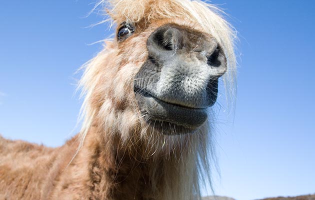 Horse facts