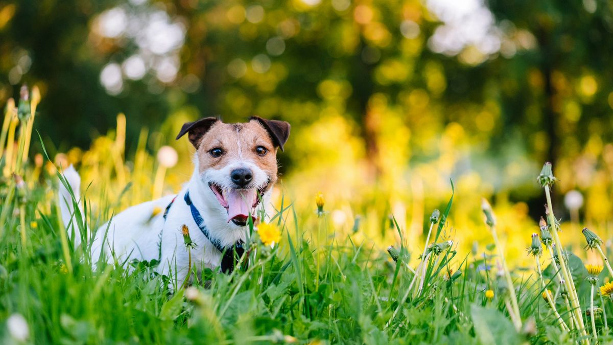 Dog sitting in a field surrounded by grass and yellow flowers