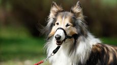 Collie wearing anti-pull training collar