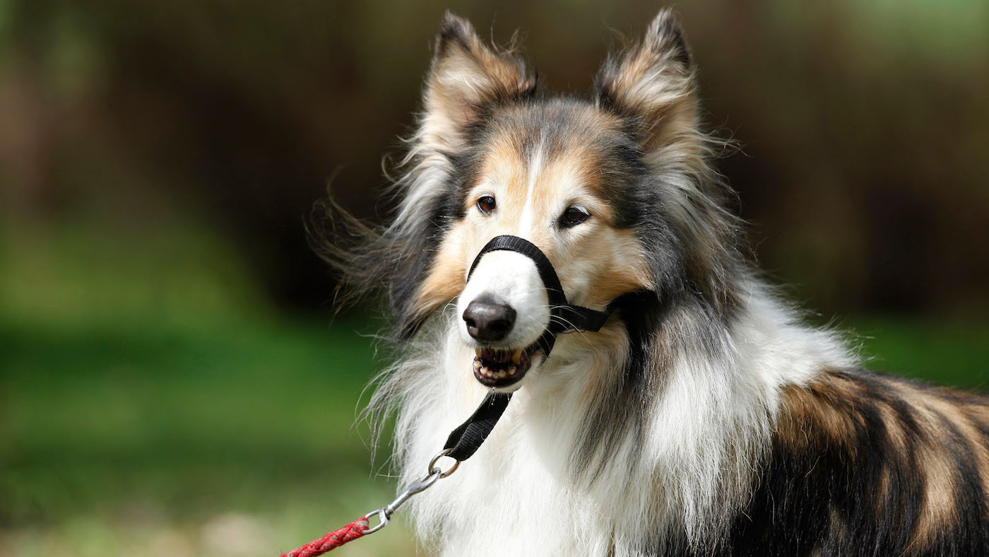 Collie wearing anti-pull training collar