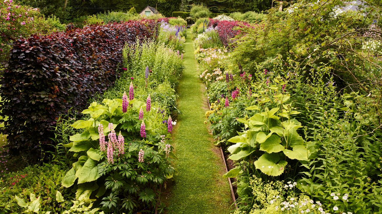 An example of how to plant a flower bed showing a flower and plant bed with borders of lupins, Inula, Campanula and meadowsweet