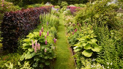 An example of how to plant a flower bed showing a flower and plant bed with borders of lupins, Inula, Campanula and meadowsweet