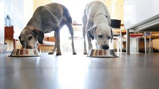 Two dogs eating the best dry dog food