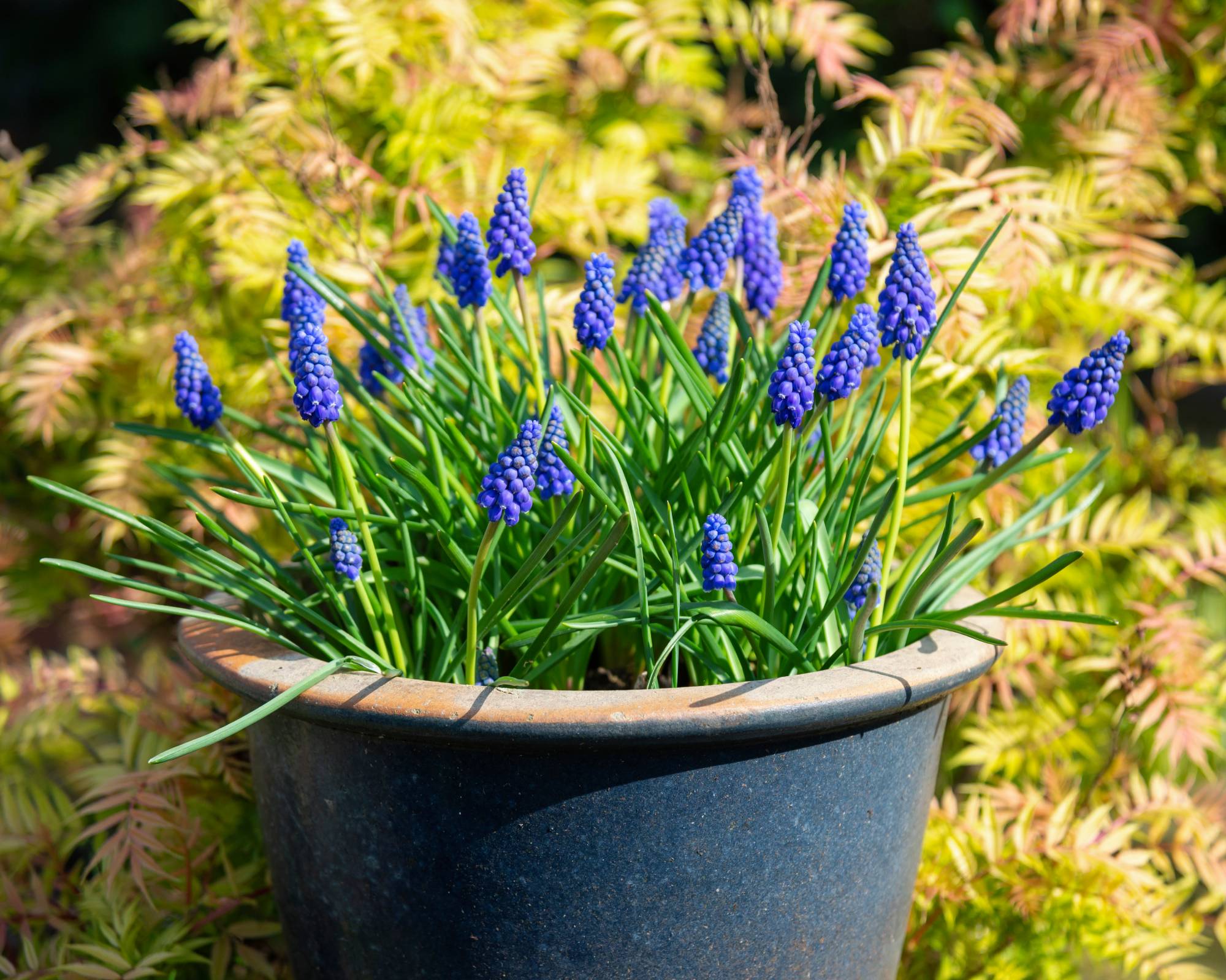 Small purple grape hyacinths blooming in pot