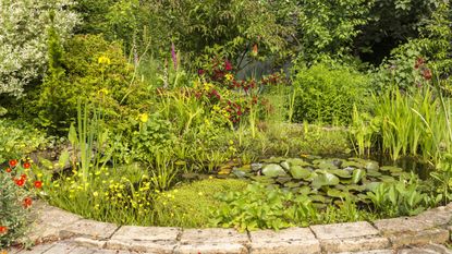pretty brick-edged garden pond filled with the best pond plants 