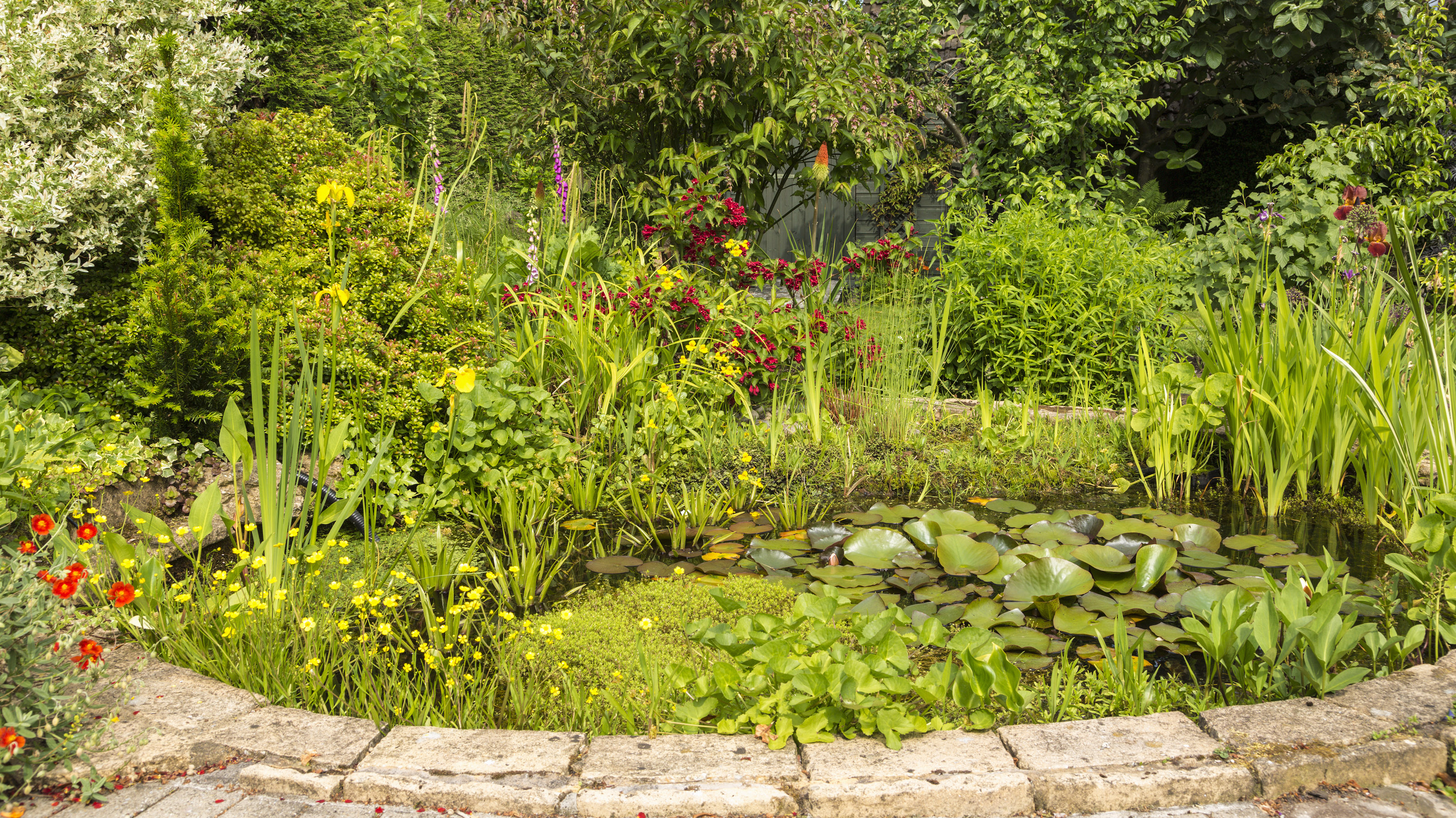Best pond plants keep your pond healthy and looking beautiful ...