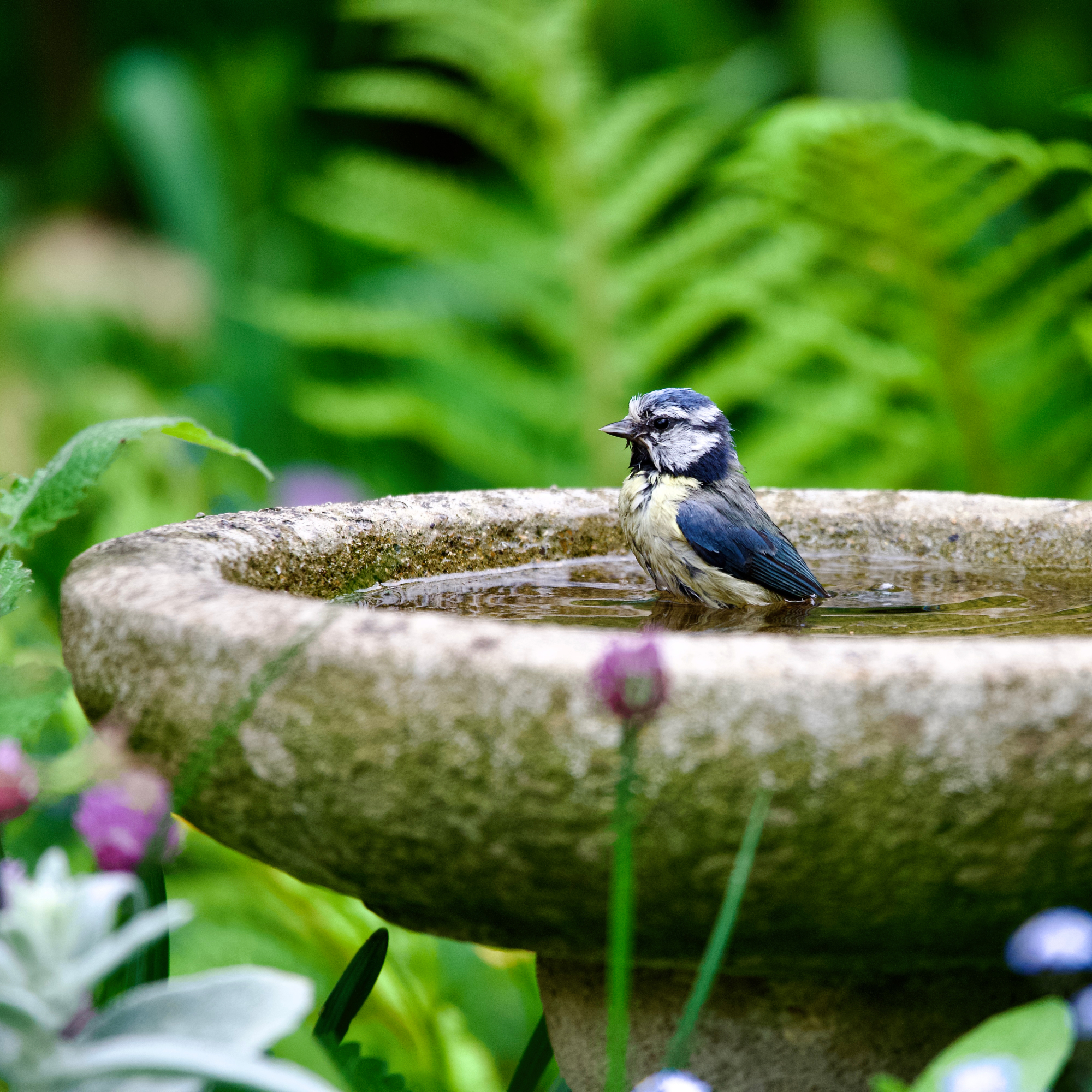 blue bird in a bird bath 