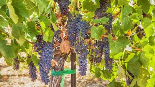 Ripe clusters of Syrah grapes hanging on the vine in a vineyard in Washington's Red Mountain AVA